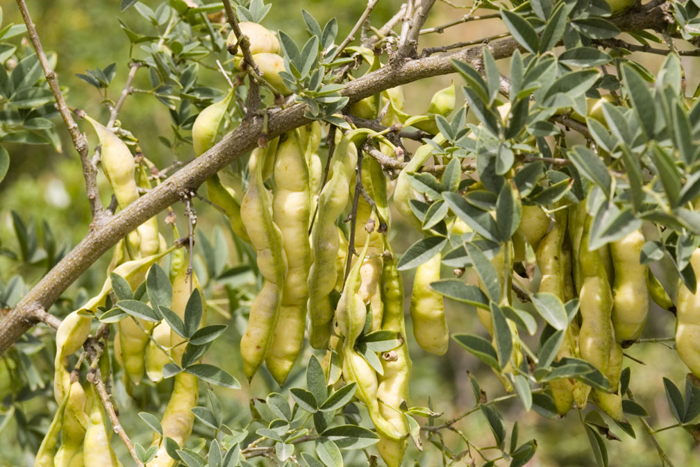 Anagyris foetida